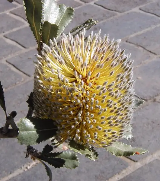 Sirmuellera Ornata
