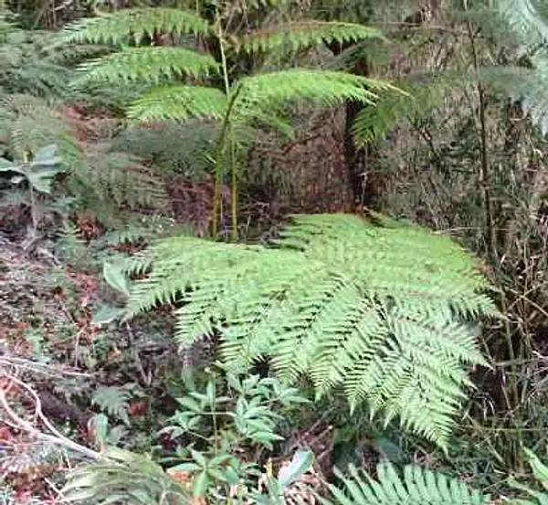 Diamondleaf Fern