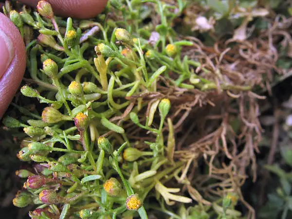 Infantea Chilensis