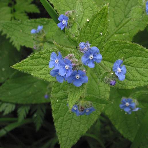 Green Alkanet