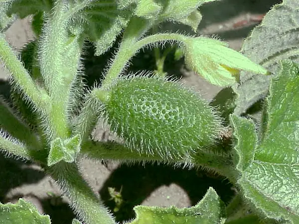 Squirting Cucumber