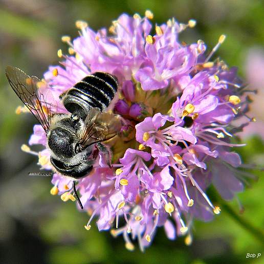 Globe Headed Prairie Clover