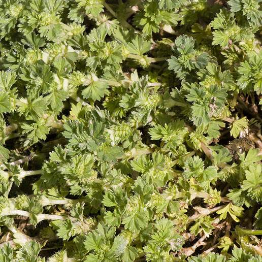 Field Parsley Piert
