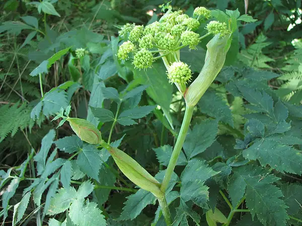 Filmy Angelica