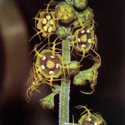 Fivestamen Miterwort
