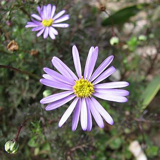 Cut Leaf Daisy