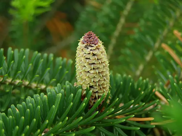 Balsam Fir