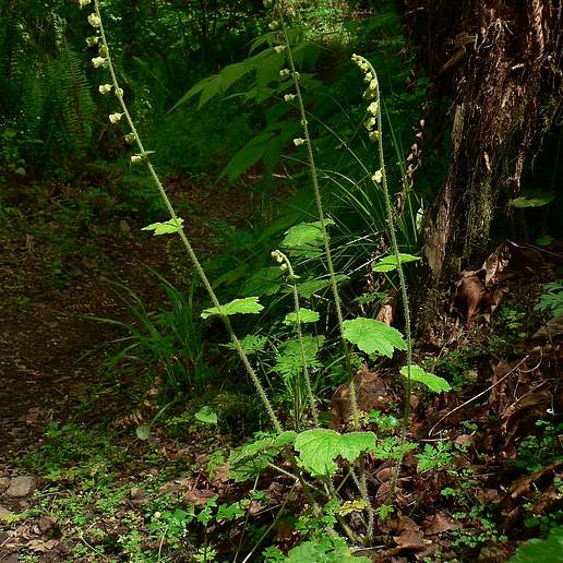 Big Flowered Tellima