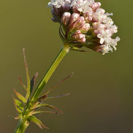 Garden Heliotrope