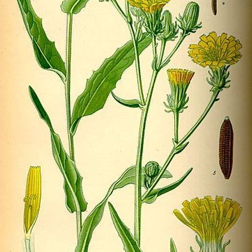 Hawkweed Oxtongue