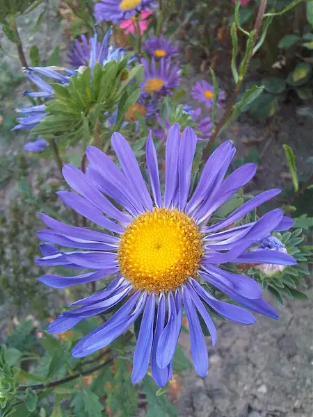 China Aster