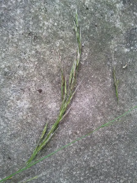 Giant Ryegrass