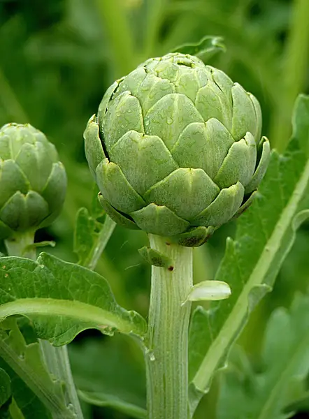 Green Artichoke