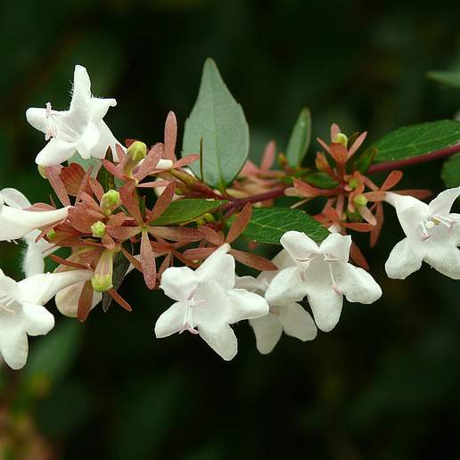 Glossy Abelia