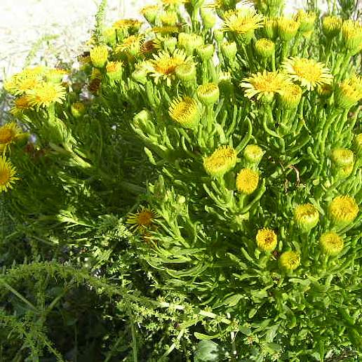 Golden Samphire