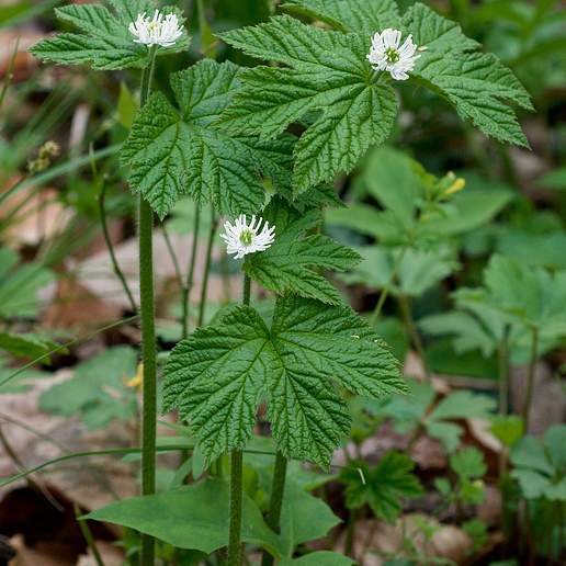 Goldenseal