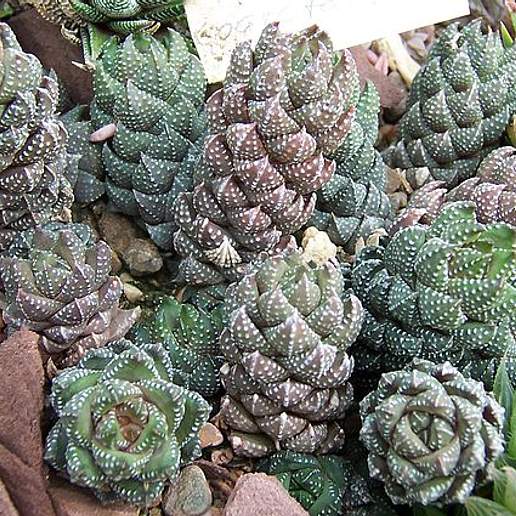 Cowhorn Haworthia