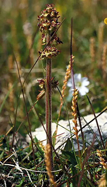 Stiff Stemmed Saxifrage