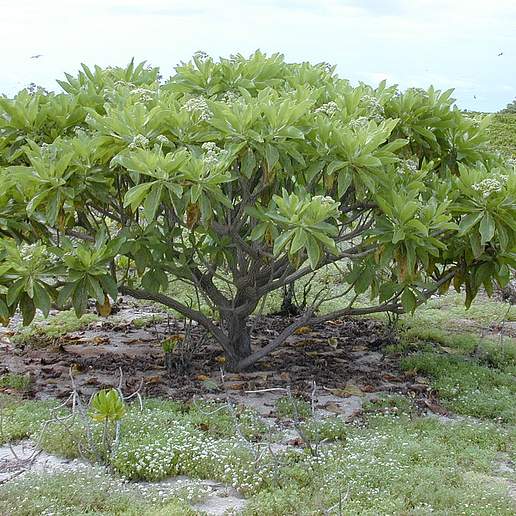 Heliotropium Foertherianum