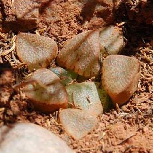 Haworthia emelyae