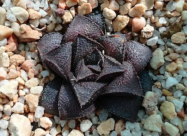 Haworthiopsis koelmaniorum