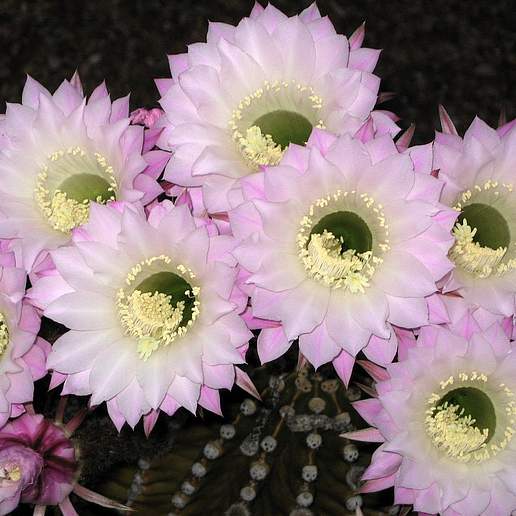 Indian Comb Cactus