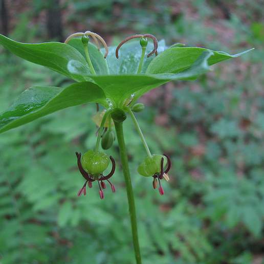 Indian Cucumber Root
