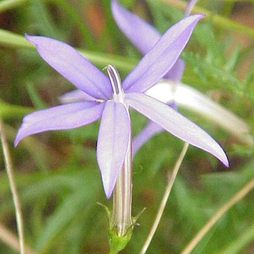 Isotoma Axillaris
