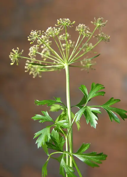 Flat Leaf Parsley