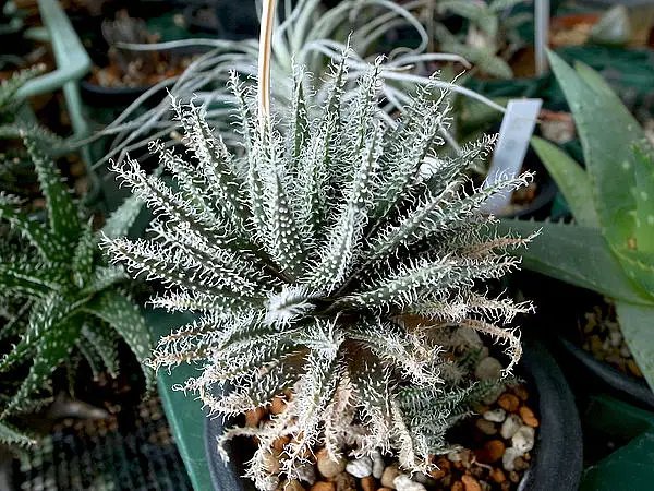 Haworthia Leaved Aloe