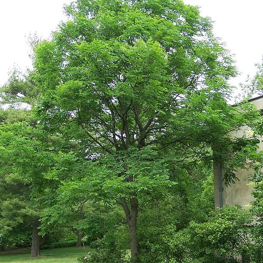 Kentucky Coffee Tree