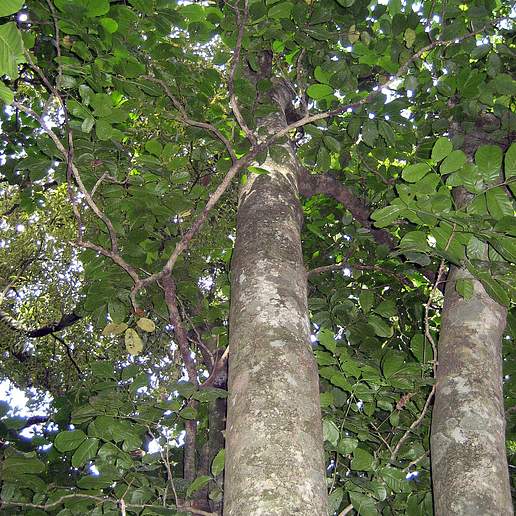 New Zealand Mahogany
