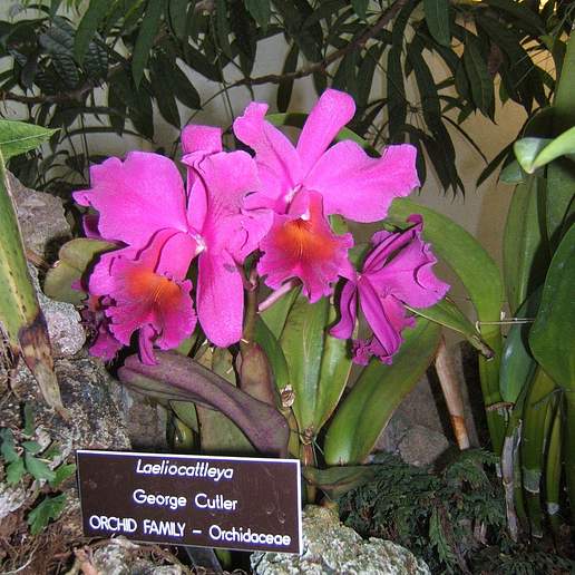 Laelia X Cattleya Amethyst Star Parkside