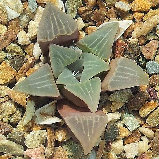Mutated Haworthia