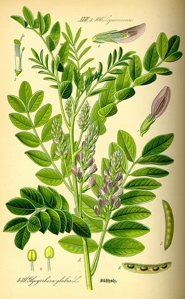 Licorice