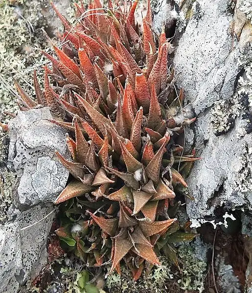 Dragon Scale Aloe