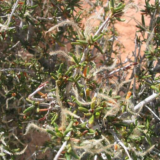 Littleleaf Mountain Mahogany