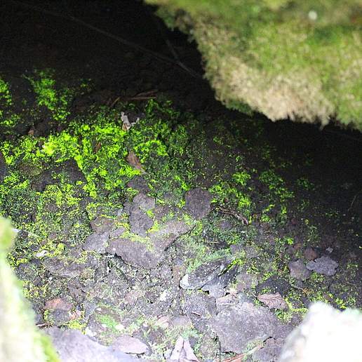 Luminous Moss
