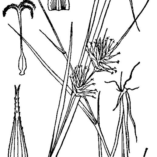Yellowish Sedge