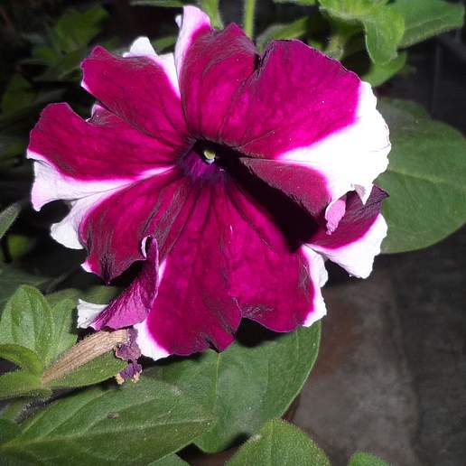 Violet Flower Petunia
