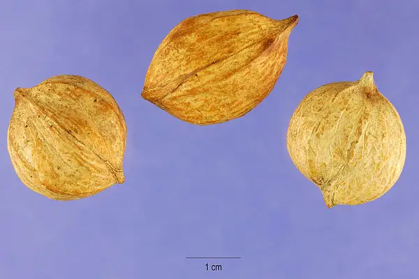 Mockernut