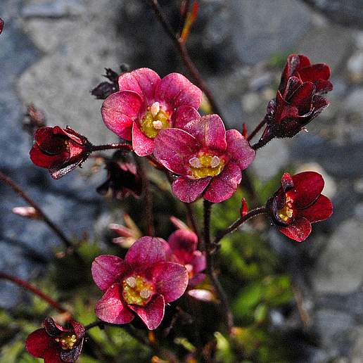 Garden Mossy Saxifrage