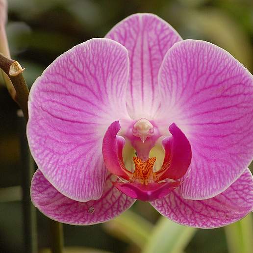 Orchid