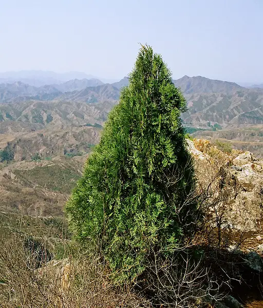 Oriental Arbor Vitae