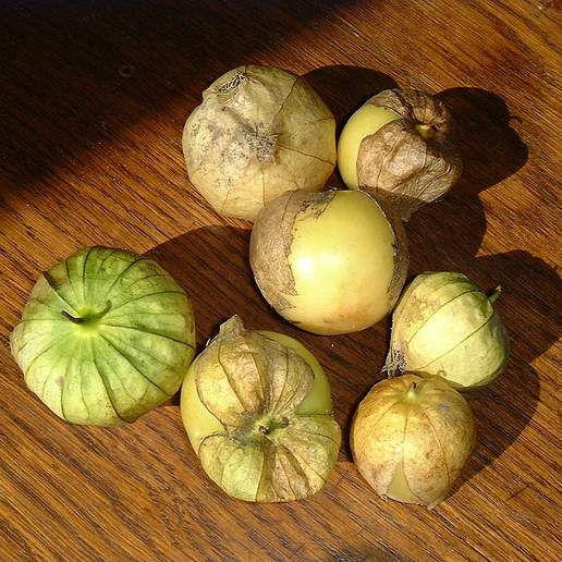 Tomatillo Ground Cherry