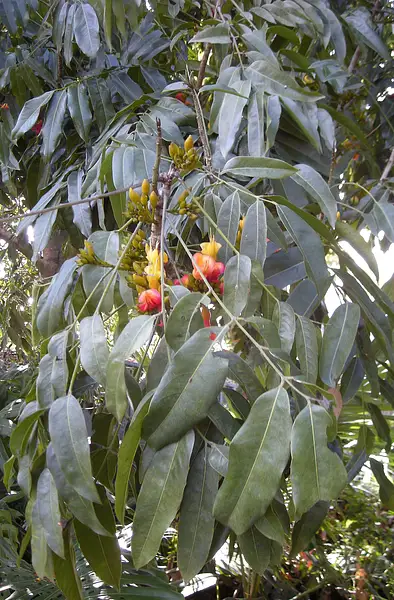 Moreton Bay Chestnut