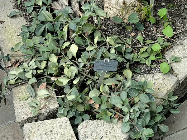 Peperomia