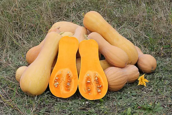 Pumpkin