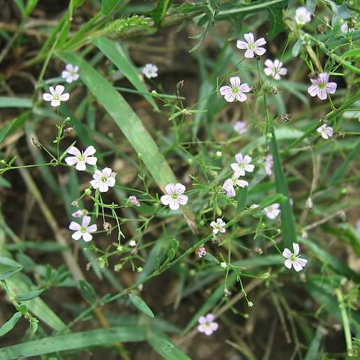 Annual Baby's Breath