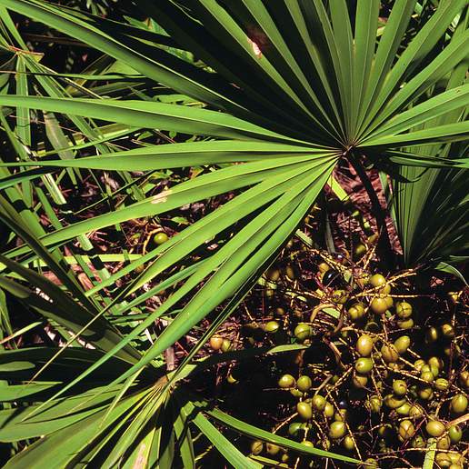 Scrub Palmetto